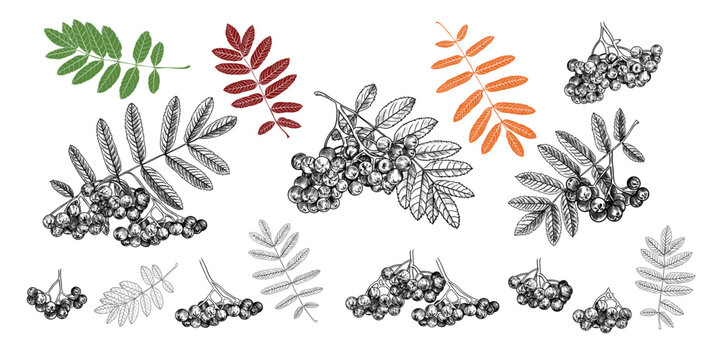 .Hand drawn collection of various branches of mountain ash with leaves and berries. Black and white drawings.  Vintage style.
