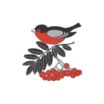  Bird sitting on a rowan branch with red berries. Colored vector drawing on  white background. .