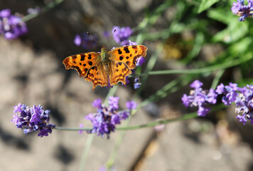 Comma Butterfly perched on Lavender, Derbyshire England
