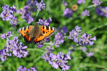 Macro image of a Small Tortoiseshell Butterfly perched on Lavender, Derbyshire England

