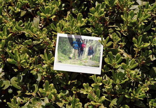 Mockup of customizable instant camera photo print available with different effects in a hedge