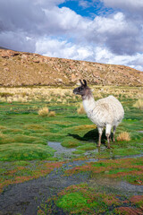 Fototapeta premium Animal life in Bolivia - Uyuni