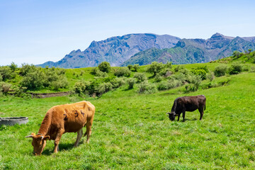 阿蘇カルデラとあか牛の放牧風景