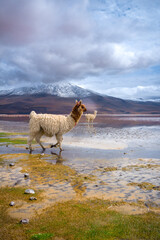Fototapeta premium Animal life in Bolivia - Uyuni
