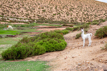 Animal life in Bolivia - Uyuni