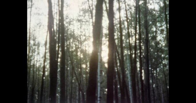 Sunlight shine through summer forest. Beautiful forest trees in sun rays. Light break through woods nature. Park landscape in spring morning. 1980s Vintage archival color film. Old retro archive video