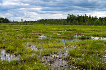 Tranquil Marshland in Northern Sweden
