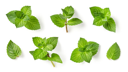 set / collection of fresh green mint leaves, twigs and tips in different positions isolated over a transparent background, cut-out cooking / food, cocktail, tea or essential oil design elements, PNG - 626898832