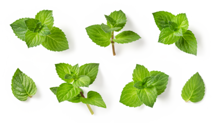 set / collection of fresh green mint leaves, twigs and tips in different positions isolated over a transparent background, cut-out cooking / food, cocktail, tea or essential oil design elements, PNG