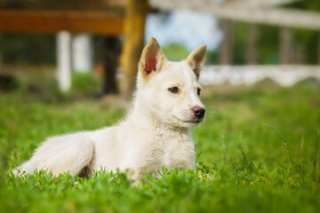 Cute and alert white puppy sitting in lush green grass.