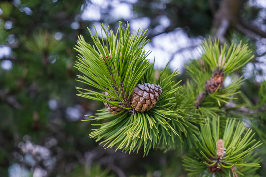 Green pine tree leaves and brown pine cones. St. Moritz Retreat: Capturing the Scenic Landscapes of a Swiss Vacation Town.