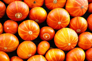 A lot of ripe orange pumpkins are located on the field. Autumn vibes. Orange background.