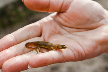 Newt ordinary close-up on the human palm. Triturus vulgaris