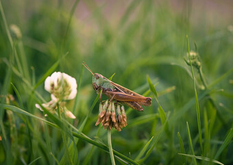 The beatle on the grass