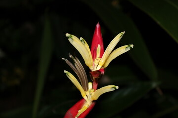 red and yellow flower