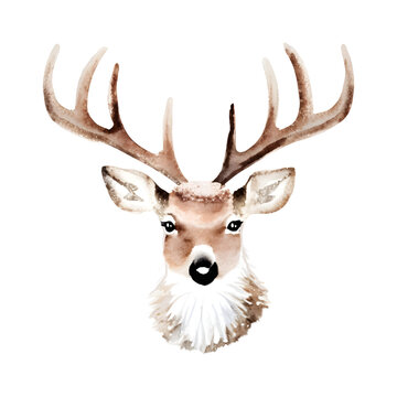 Watercolor hand drawn vector illustration head of deer with antler isolated on white