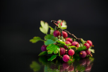 branch of ripe gooseberries on black background