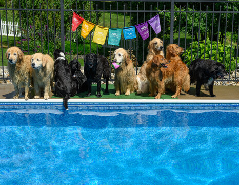 photograph of 10 dogs posing in front of a pool