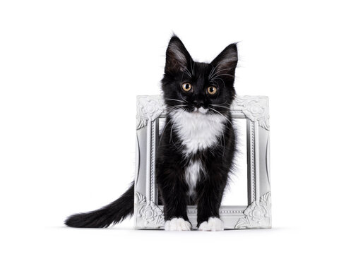 Adorable black with white tuxedo Maine Coon cat kitten, standing through a white image frame. Looking towards camera. Isolated on a white background.