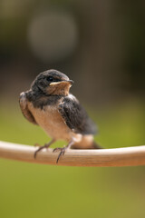Young Swallow Bird - 4