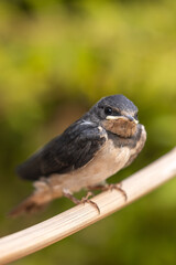 Young Swallow Bird - 5