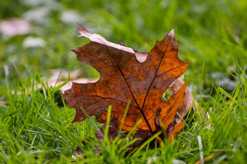autumn leaf on grass
