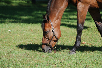 Grazing Warmblood Horse in a Large Pasture