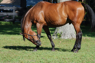 Fototapeta premium Bay Horse with an Itchy Nose in a Pasture