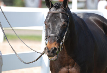 Obraz premium Silly Dark Bay Horse Smiling at a Horse Show