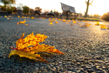 autumn leaves on the road