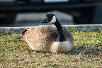 country goose on the grass