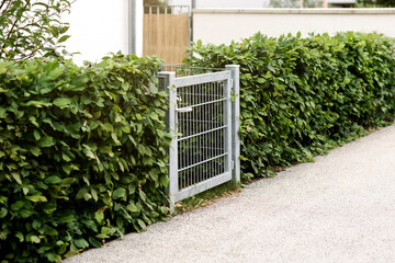 Gate in Hedge leading to Private House. Stainless Steel Wire Gate Wicket in Green Hedge Fence front...