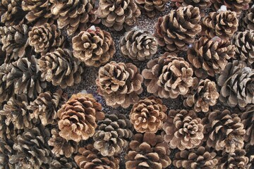 Close-up of pine cones texture background. Christmas decoration backdrop. Greeting card wallpaper