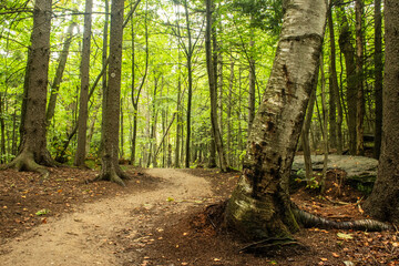 path in the forest