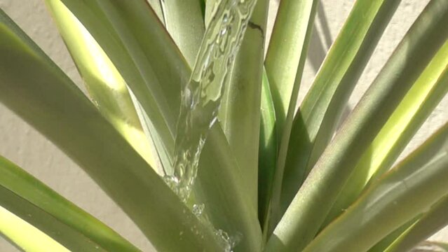 Slow Motion Pineapple Plant Being Watered On Sunny Day