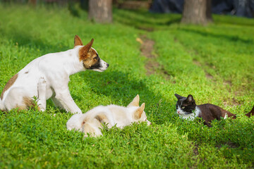 couple of friends a cat and a dog run merrily through a summer flowering meadow - 626916486