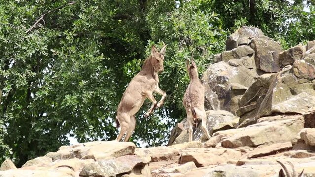Two mountain goats fight with their horns on a rocky area