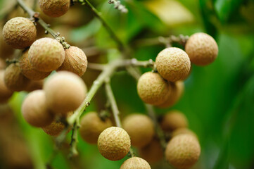 tropical fruits longan in growth on tree