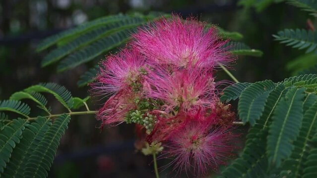 Delicate pink flowers Persian silk tree close-up