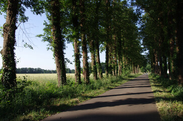 Allee im Sommer. Die Bäume werfen ihre Schatten auf den Asphalt