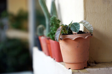 Small plants in pots arranged