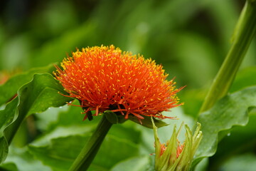Scadoxus multiflorus (formerly Haemanthus multiflorus) is a bulbous plant native to most of sub-Saharan Africa from Senegal to Somalia to South Africa.