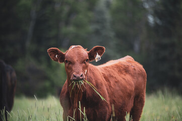 Red angus calf eating grass in summer pasture
