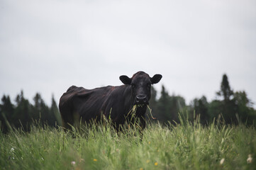Close up on a front facing black angus cow in summer pasture