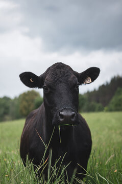Close up on a front facing black angus cow in summer pasture