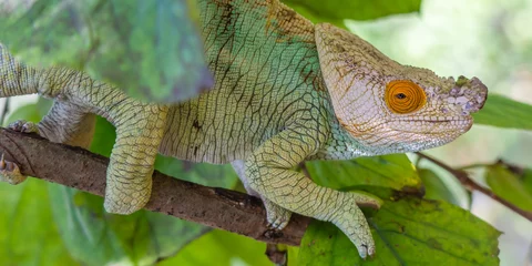 Foto auf Acrylglas White head turquoise colored Chameleon close up headshot on branch with green leaves © ggfoto