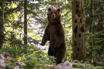 Brown Bear - Ursus arctos large popular mammal from European forests and mountains, Slovenia, Europe. - obrazy, fototapety, plakaty