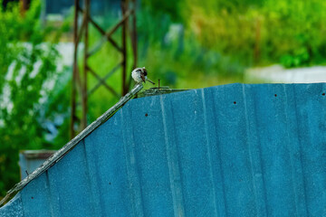 Eurasian Tree Sparrow - Passer montanus, common perching bird