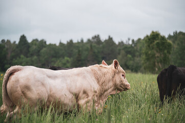 Charolais bull walking in summer pasture