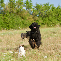 Front view of a black giant schnauzer(riesenschnauzer) running  to catch a tennis ball in the air in a dry field in summer with a small Jack Russel in front of him and a miniature Schnauzer in the bac